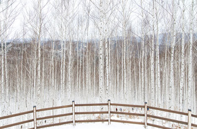 Snow covered railing against bare trees during winter