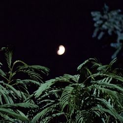 Low angle view of plants against sky at night