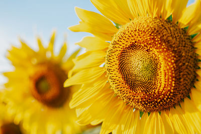 Close-up of sunflower