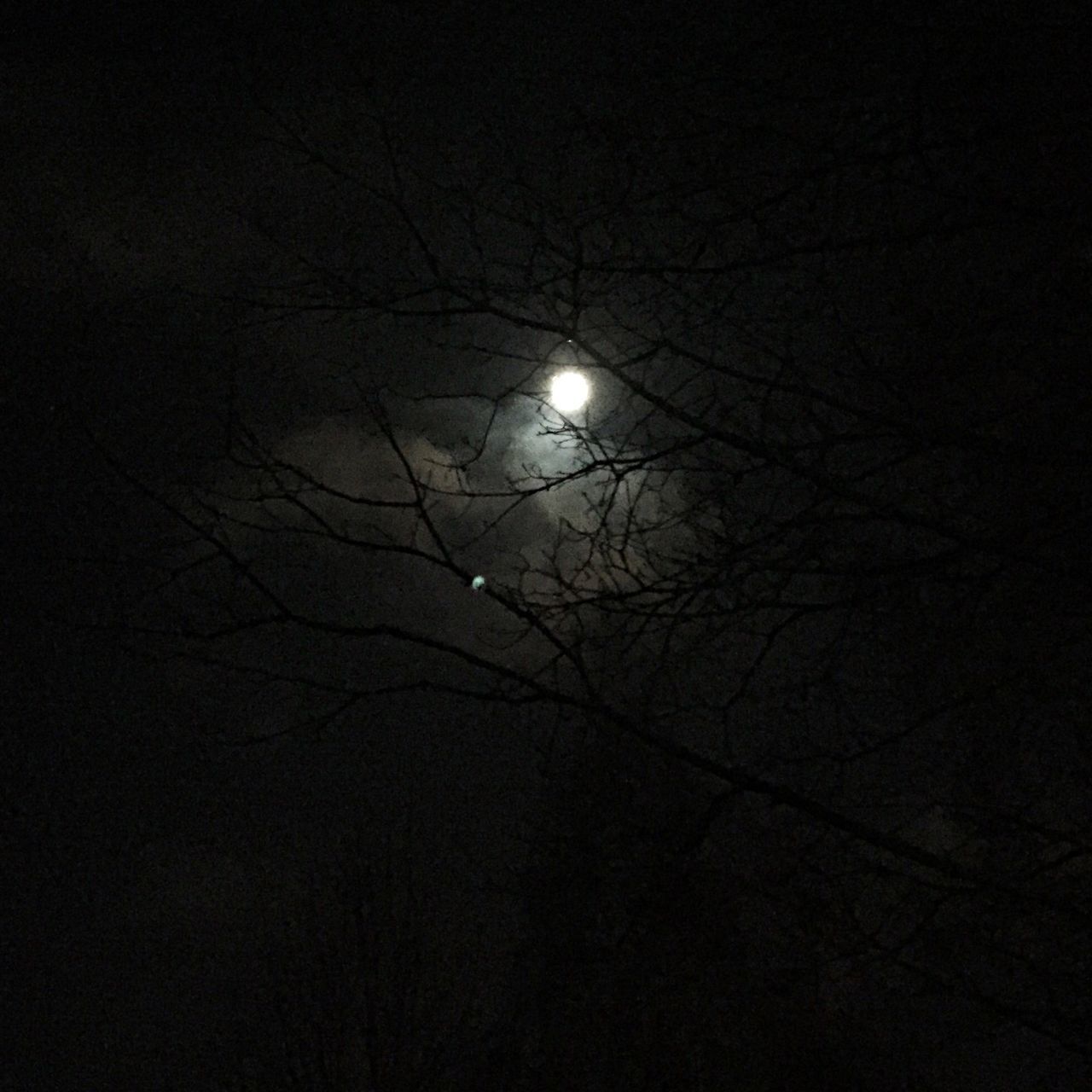 LOW ANGLE VIEW OF TREES AGAINST SKY