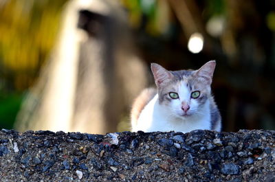 Portrait of cat