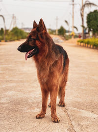 Portrait of dog on street