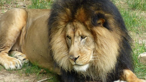 Lion resting in a zoo