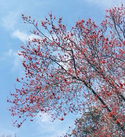 Low angle view of cherry blossoms against sky