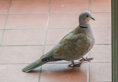 Close-up of bird perching on a tiled floor