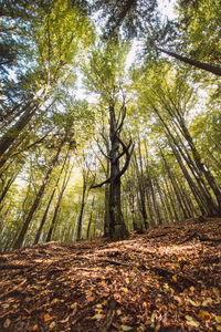 Trees in forest