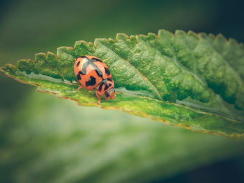 Close-up of ladybug on leaf