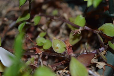 Close-up of plant