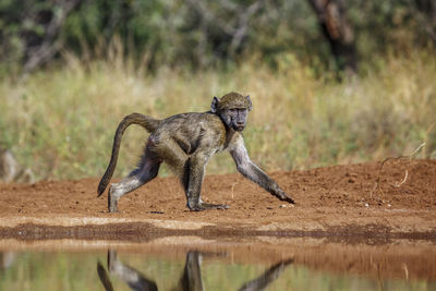 Monkey sitting on field