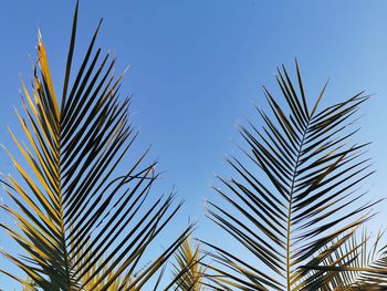 Low angle view of palm tree against clear blue sky