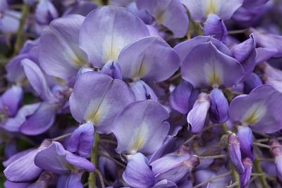 Close-up of purple flowering plants