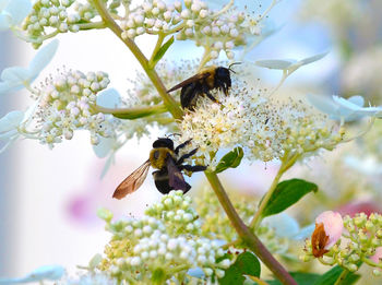 Close-up of bee on white flowers