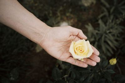 Close-up of hand holding yellow rose flower