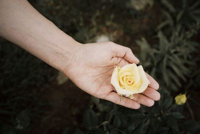 Cropped hand of woman holding yellow rose