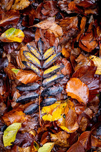 Full frame shot of dry leaves