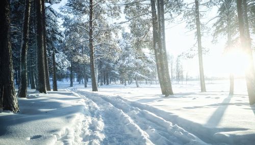 Trees on snow covered field in forest