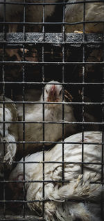 Close-up of birds in cage
