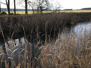 Plants growing on field by lake against sky