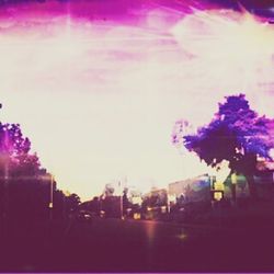 Sun shining through pink flowers