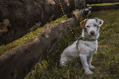 Close-up of dog on grass