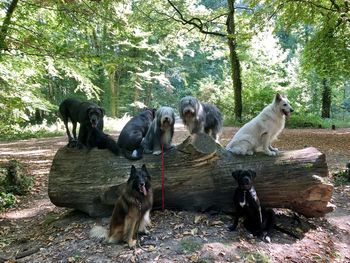 View of dogs in the forest