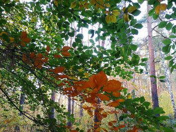 Low angle view of flowering plants on tree