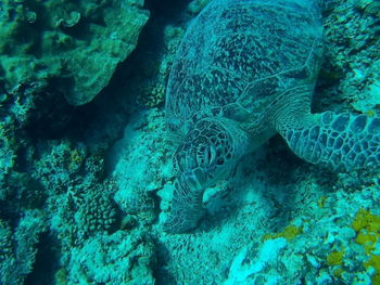 Close-up of turtle in sea