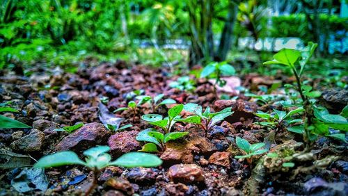 Close-up of plants growing on field