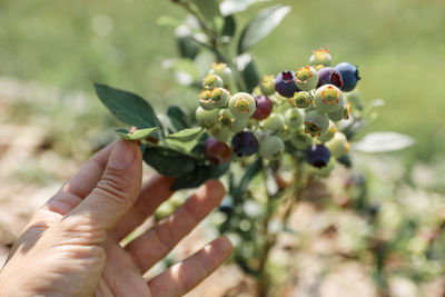 Close-up of hand holding plant