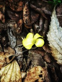 High angle view of yellow leaf on water