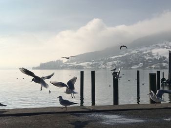 Seagulls flying over sea against sky