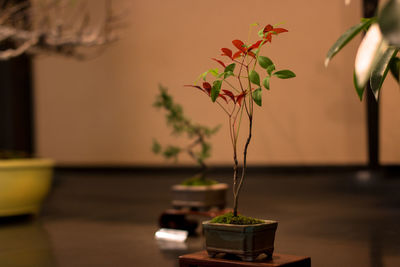 Close-up of bonsai tree for sale