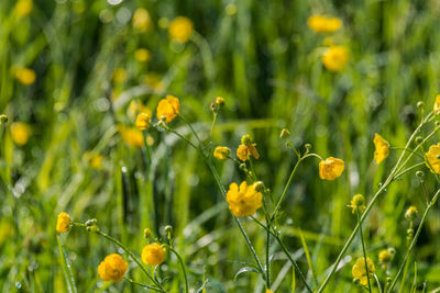 Close-up of yellow flowering plants on field