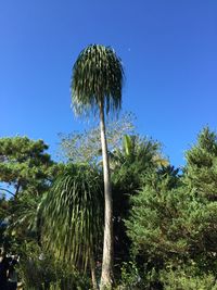 Low angle view of palm trees against blue sky