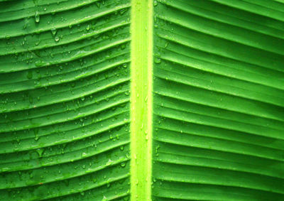 Full frame shot of palm leaves