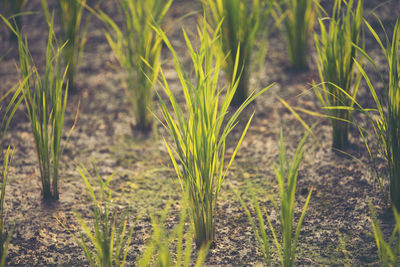 Close-up of crops growing on agricultural field