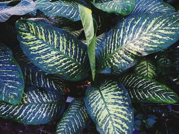 Close-up of fresh green plant