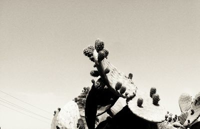 Low angle view of tree against clear sky