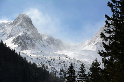 Trees against majestic snowcapped mountains