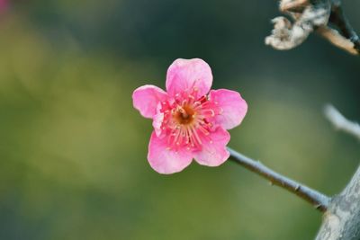 Close-up of pink flower