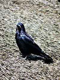 Black bird perching on a lake