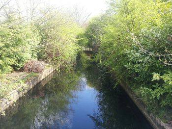 Reflection of trees in water