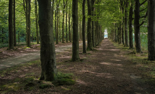 Walkway amidst trees in forest
