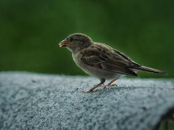 Close-up of bird perching on retaining wall