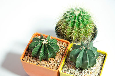 Close-up of succulent plant in pot