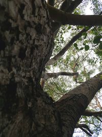 Low angle view of trees