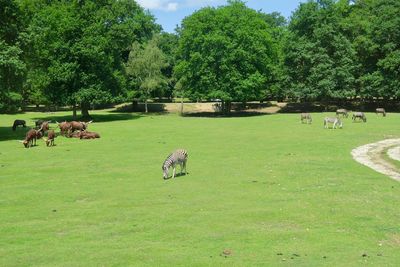 Horse grazing in a field