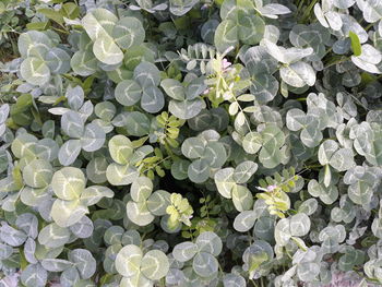 High angle view of white flowering plants