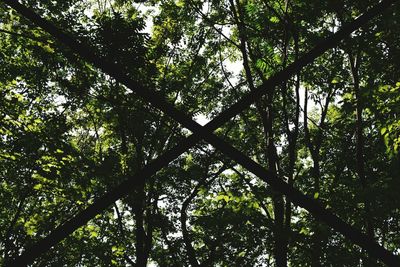 Low angle view of trees in forest