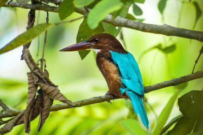 Bird perching on branch